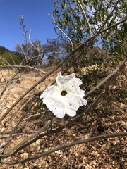 Ipomoea pauciflora
