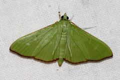 Parotis marginata