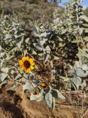 Encelia palmeri