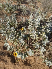 Encelia palmeri