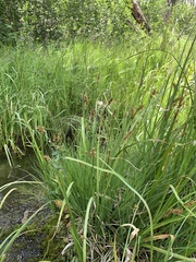 Carex praeceptorum