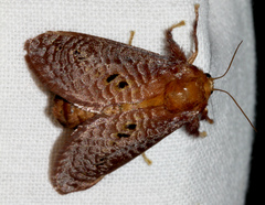 Doratifera quadriguttata