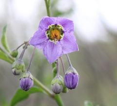 Solanum xanti