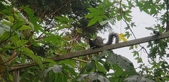 Sciurus stramineus