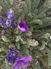 Nama hispida spathulata