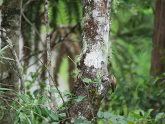 Picumnus nebulosus