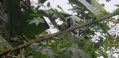 Sciurus stramineus