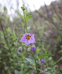 Solanum xanti