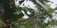Sciurus stramineus