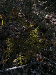 Phoradendron carneum
