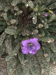 Nama hispida spathulata