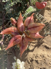 Astragalus nuttallii