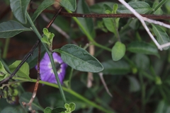 Solanum xanti