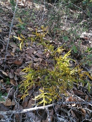 Phoradendron carneum