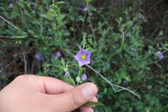 Solanum xanti