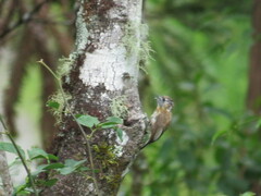Picumnus nebulosus