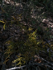 Phoradendron carneum