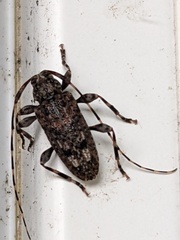 Astyleiopus variegatus