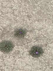 Nama hispida spathulata