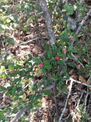Malacomeles denticulata
