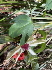 Passiflora aurantia