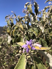 Solanum lanceolatum
