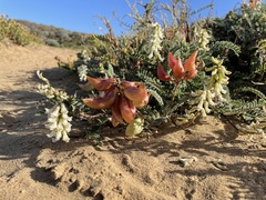 Astragalus nuttallii