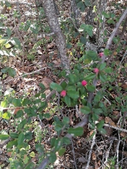 Malacomeles denticulata