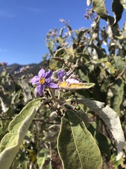 Solanum lanceolatum