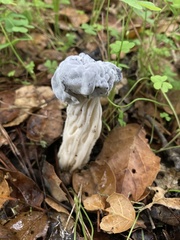 Hypomyces cervinigenus