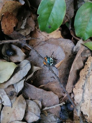 Ramosiana insignis