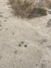 Nama hispida spathulata