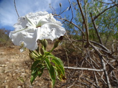 Ipomoea pauciflora