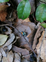 Ramosiana insignis