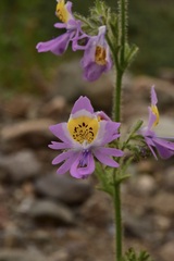Schizanthus splendens