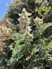 Astragalus nuttallii