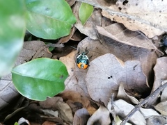 Ramosiana insignis