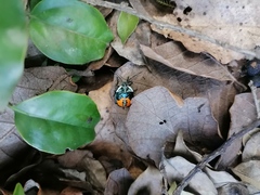 Ramosiana insignis