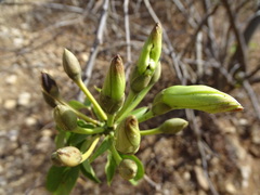 Ipomoea pauciflora