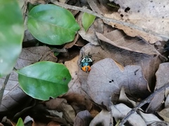 Ramosiana insignis