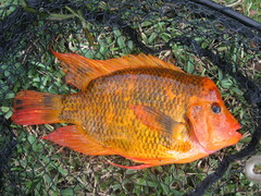 Amphilophus citrinellus