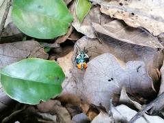 Ramosiana insignis