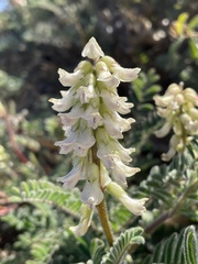 Astragalus nuttallii