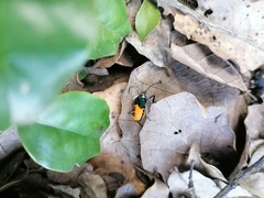 Ramosiana insignis