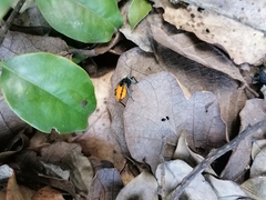 Ramosiana insignis