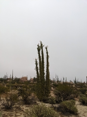 Fouquieria columnaris