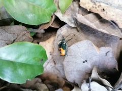 Ramosiana insignis