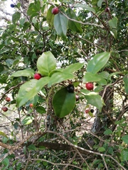 Malpighia emarginata