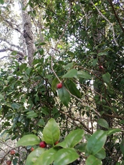 Malpighia emarginata
