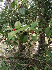 Malpighia emarginata